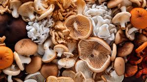 HISTORIAS DE BIENESTAR: CÓMO EL REINO FUNGI CAMBIA EL DÍA A DÍA DE LAS PERSONAS