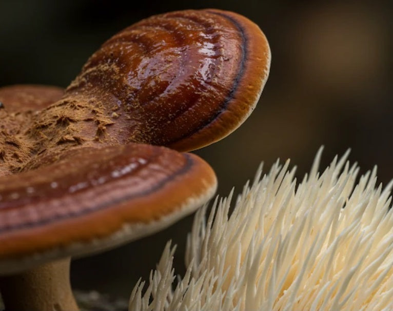 EL REINO FUNGI Y LA BIOTECNOLOGÍA HONGOS FUNCIONALES QUE ESTÁN REDEFINIENDO LA SALUD