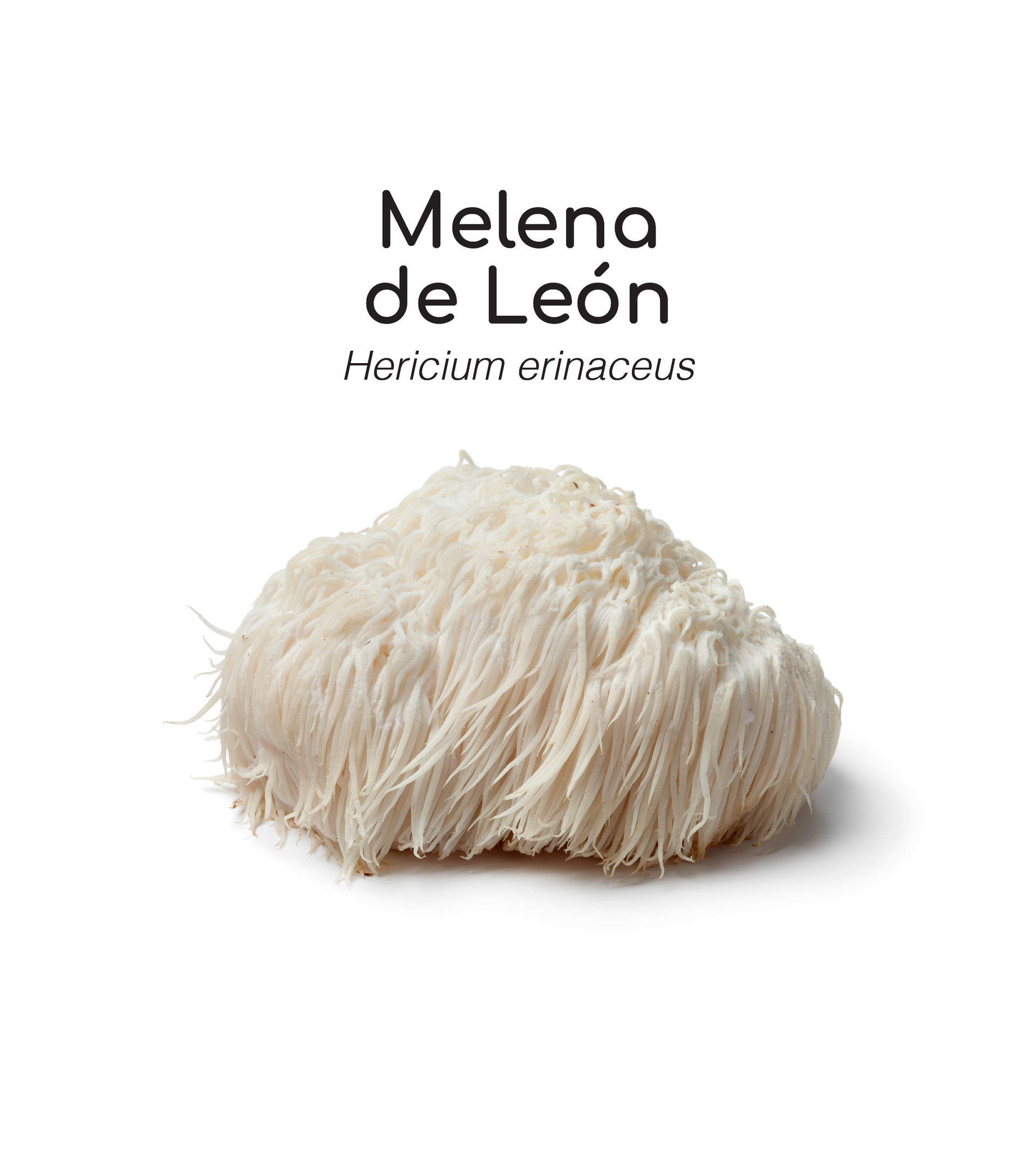 Hongo Melena de León