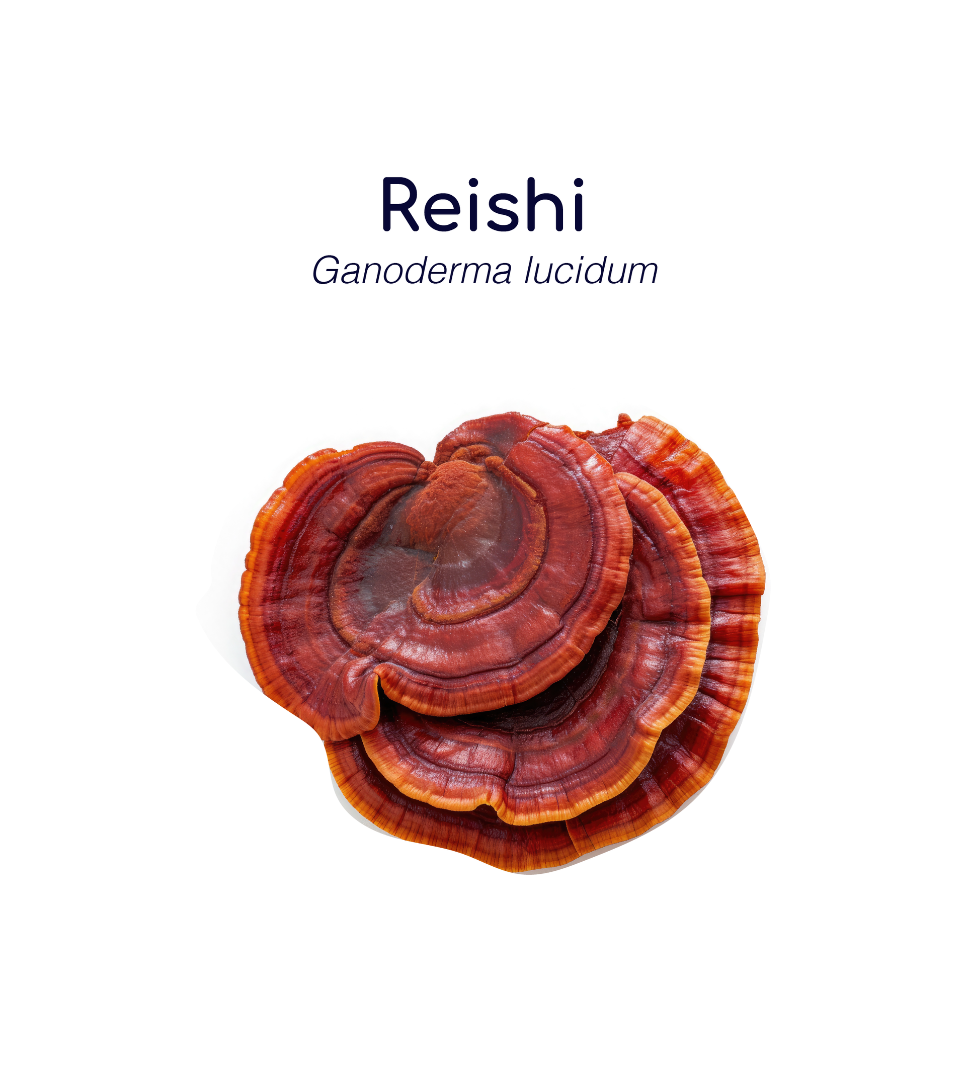 Hongo Reishi