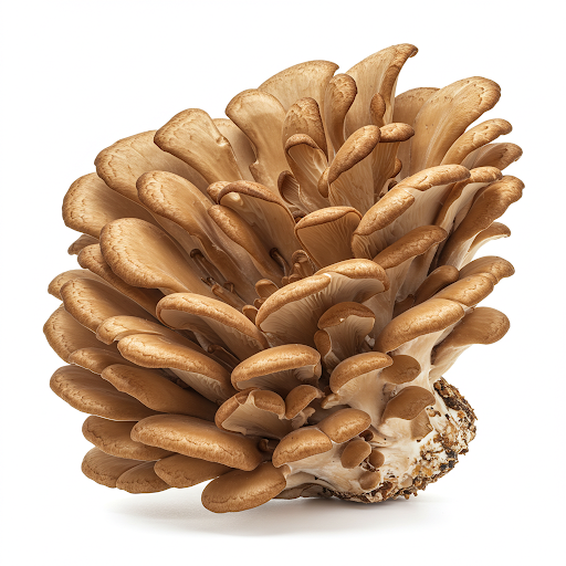 Hongo maitake para la salud